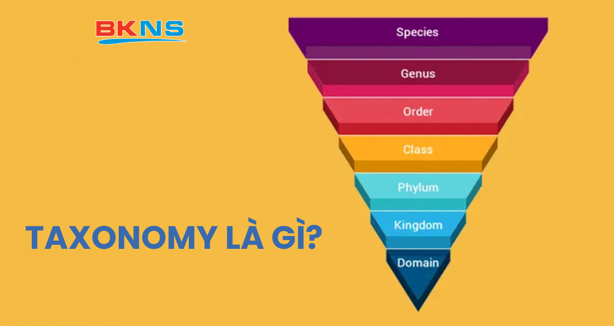 Taxonomy là gì? Tầm quan trọng của taxonomy khi tối ưu SEO WordPress